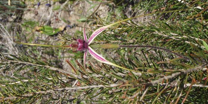 Caladenia -  SpiderOrchid2-Badgingarra-Vern-Westbrook-walk-Sep-2018p0005.JPG